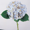 wholesale blue hydrangea fresh cut flowers| nationalflowermart.com